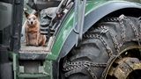 Ginger, Hund