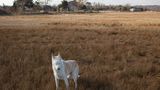 Joon, Hund
