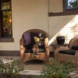 Englebert, Hercules, Eeoyore, Hunde