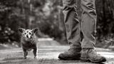 Ratzoe, Hund