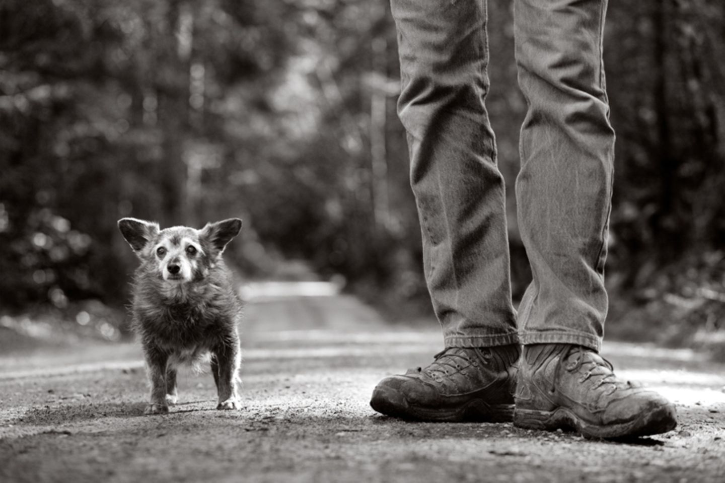Ratzoe, Hund