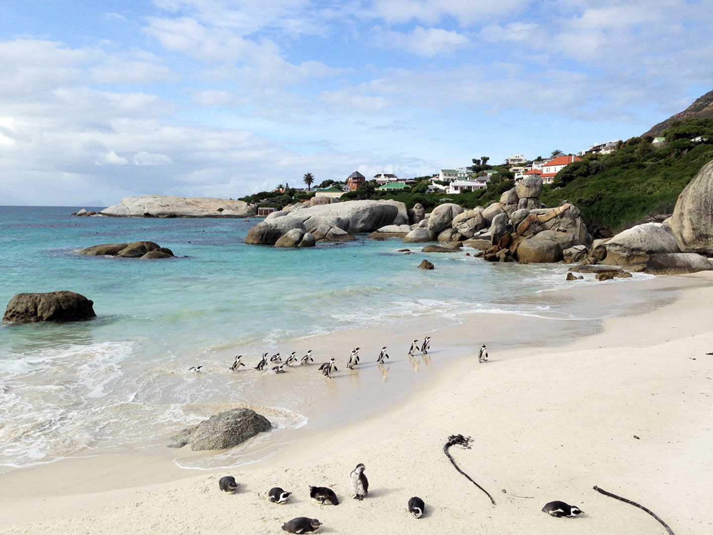 Pinguine in Südafrika