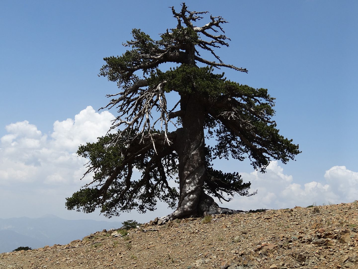 Adonis, ältester Baum Europas