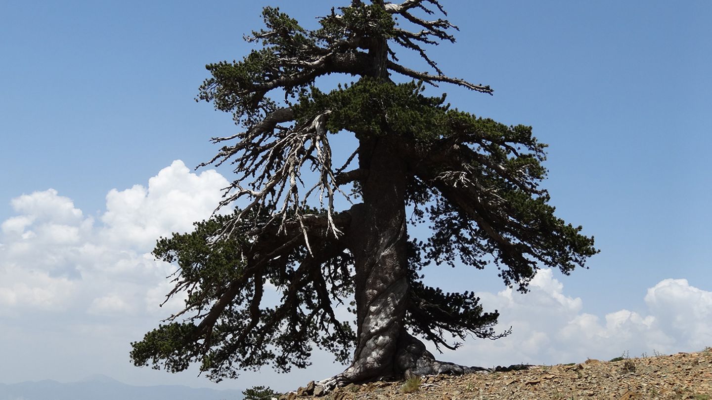 альдабрская черепаха джонатан. самое старое живое. самое старое живое. гигантская черепаха джонатан. сосна мафусаил.