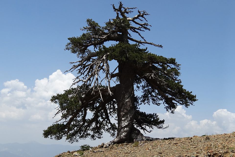 Adonis, ältester Baum Europas