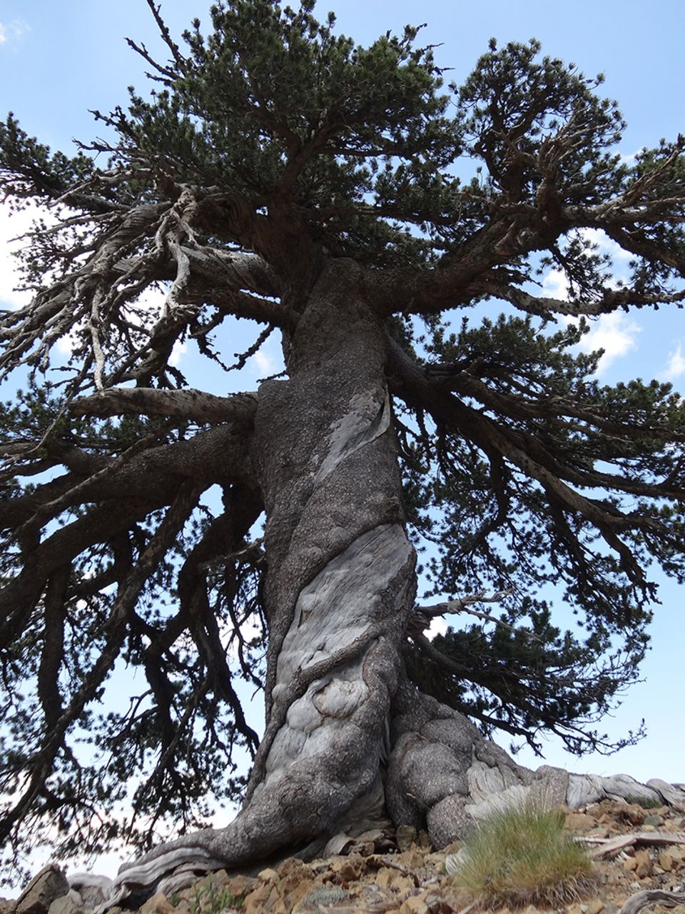 Adonis, ältester Baum Europas