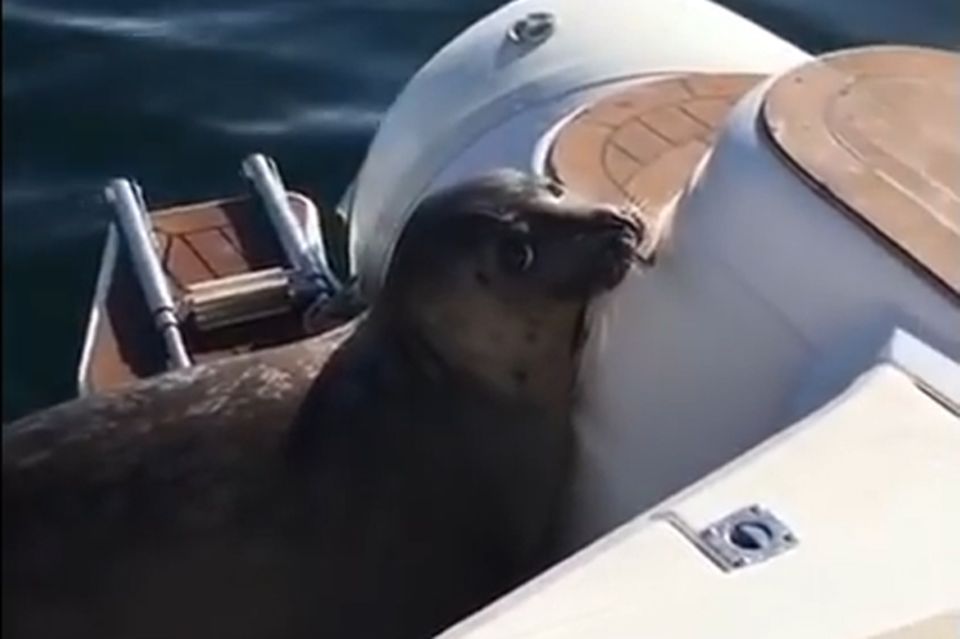 Seehund an Bord eines Motorboots