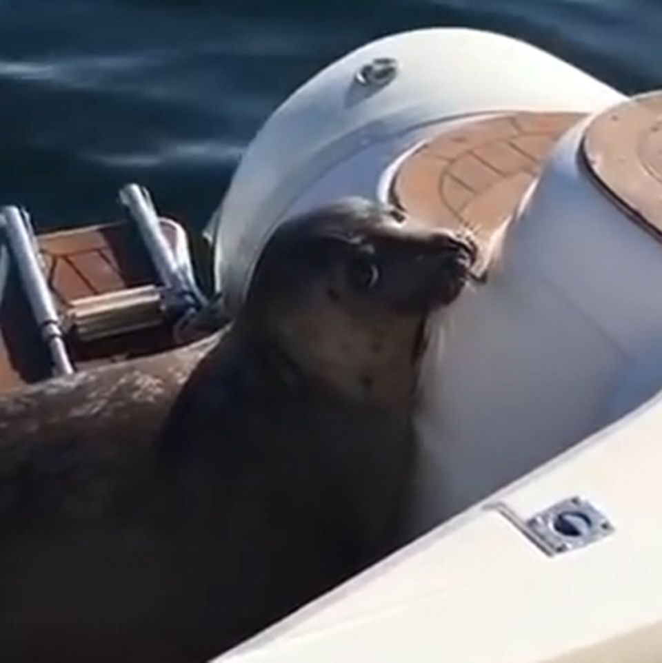 Seehund an Bord eines Motorboots