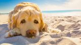 Hund in der Sonne
