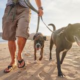 Spaziergang mit Hunden