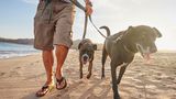 Spaziergang mit Hunden