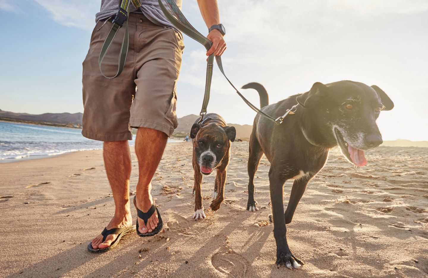 Spaziergang mit Hunden