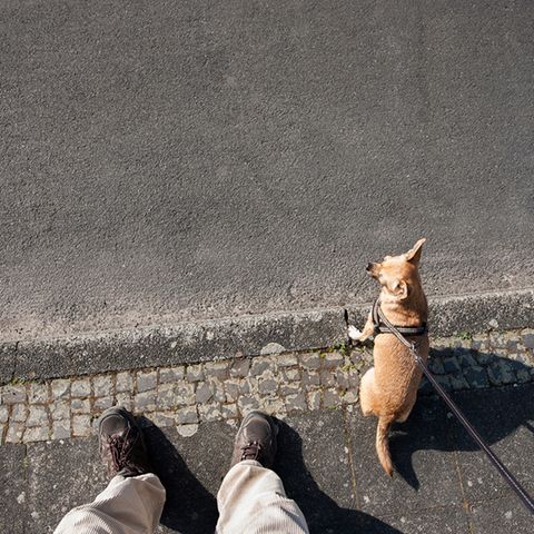 Hund in der Sonne