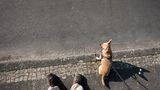 Hund in der Sonne