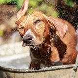 Abkühlung für den Hund