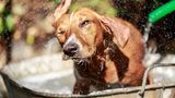 Abkühlung für den Hund