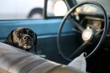 Hund im Auto