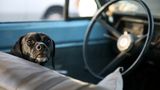 Hund im Auto
