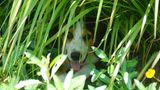 Hund im Schatten