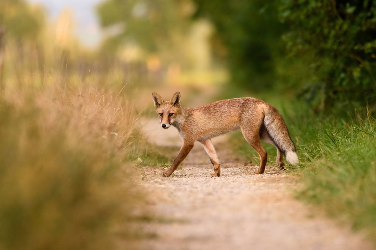 Fuchs Fuchs