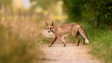 Fuchs