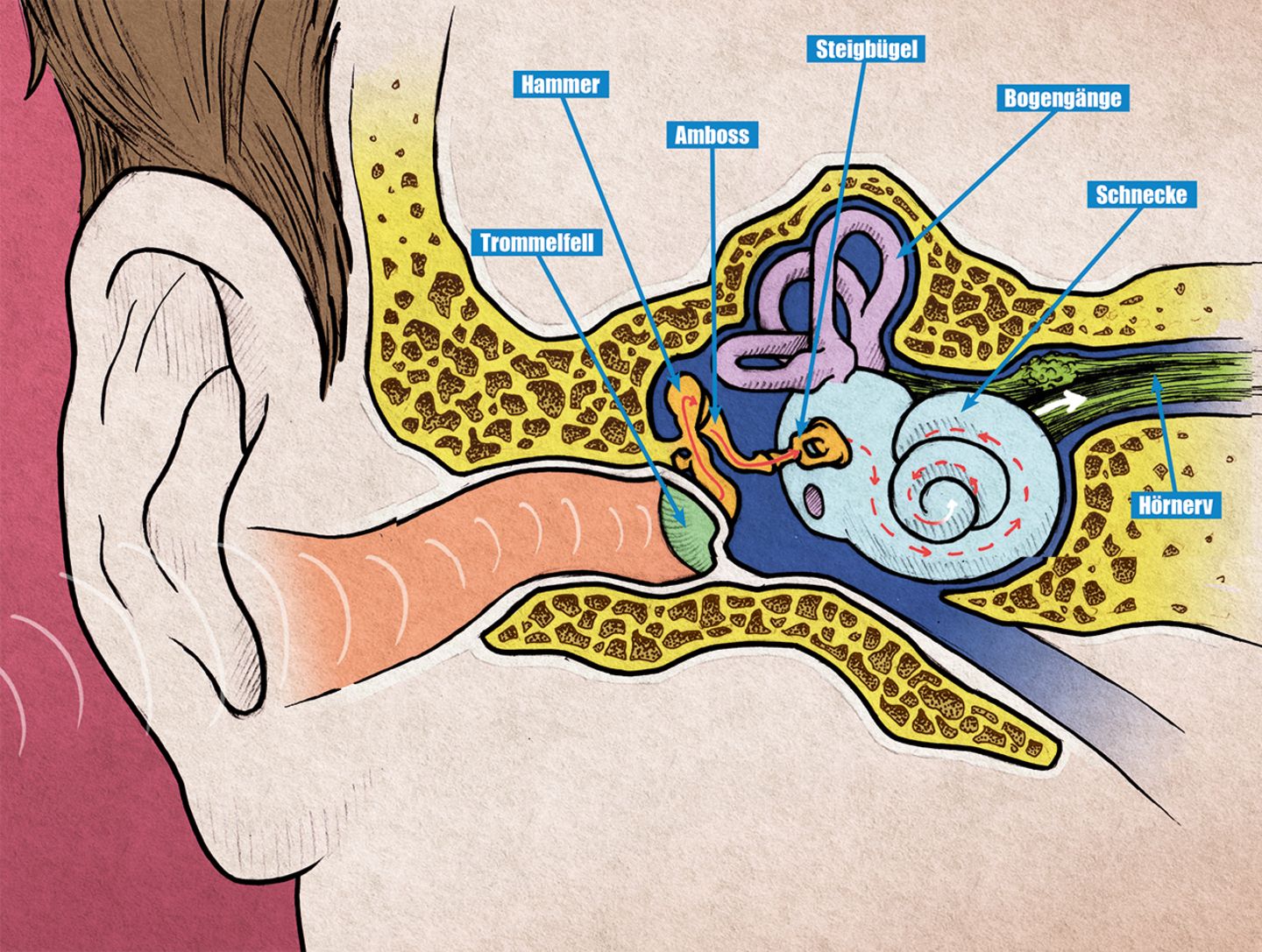 Körper: So funktionieren eure Ohren