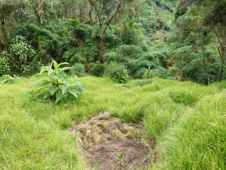 Pflanzloch mit Guandera-Setzling