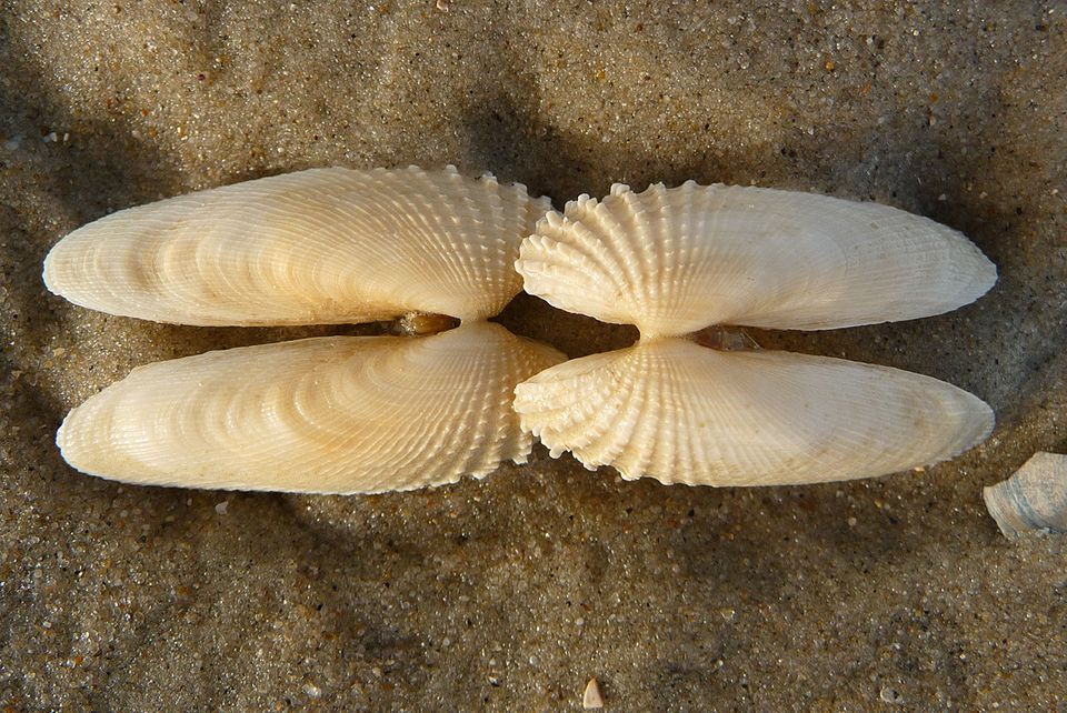 Muscheln aus der Nordsee 3/30 mm 