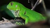 Panama, Coiba