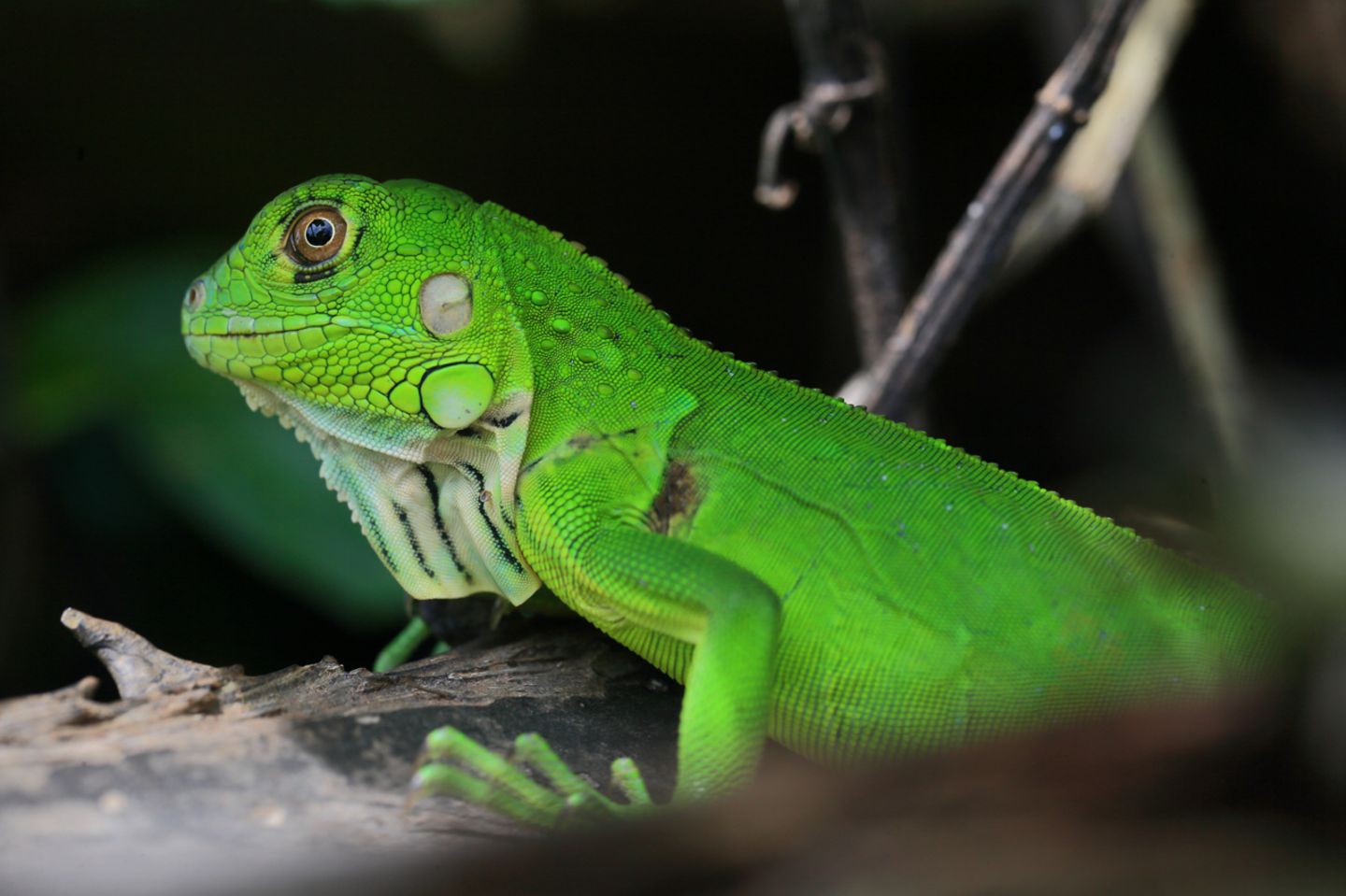 Panama, Coiba