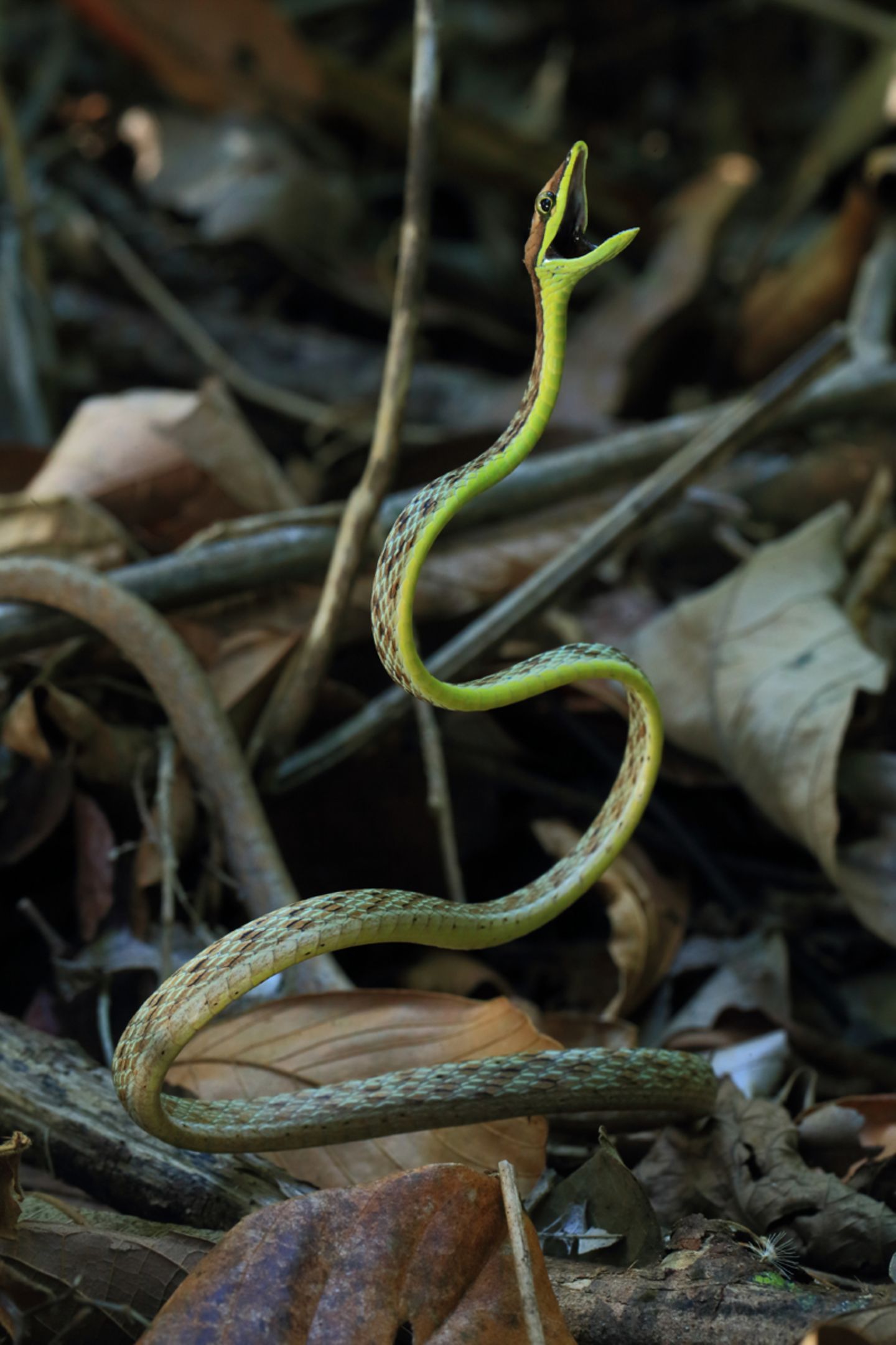 Panama, Coiba