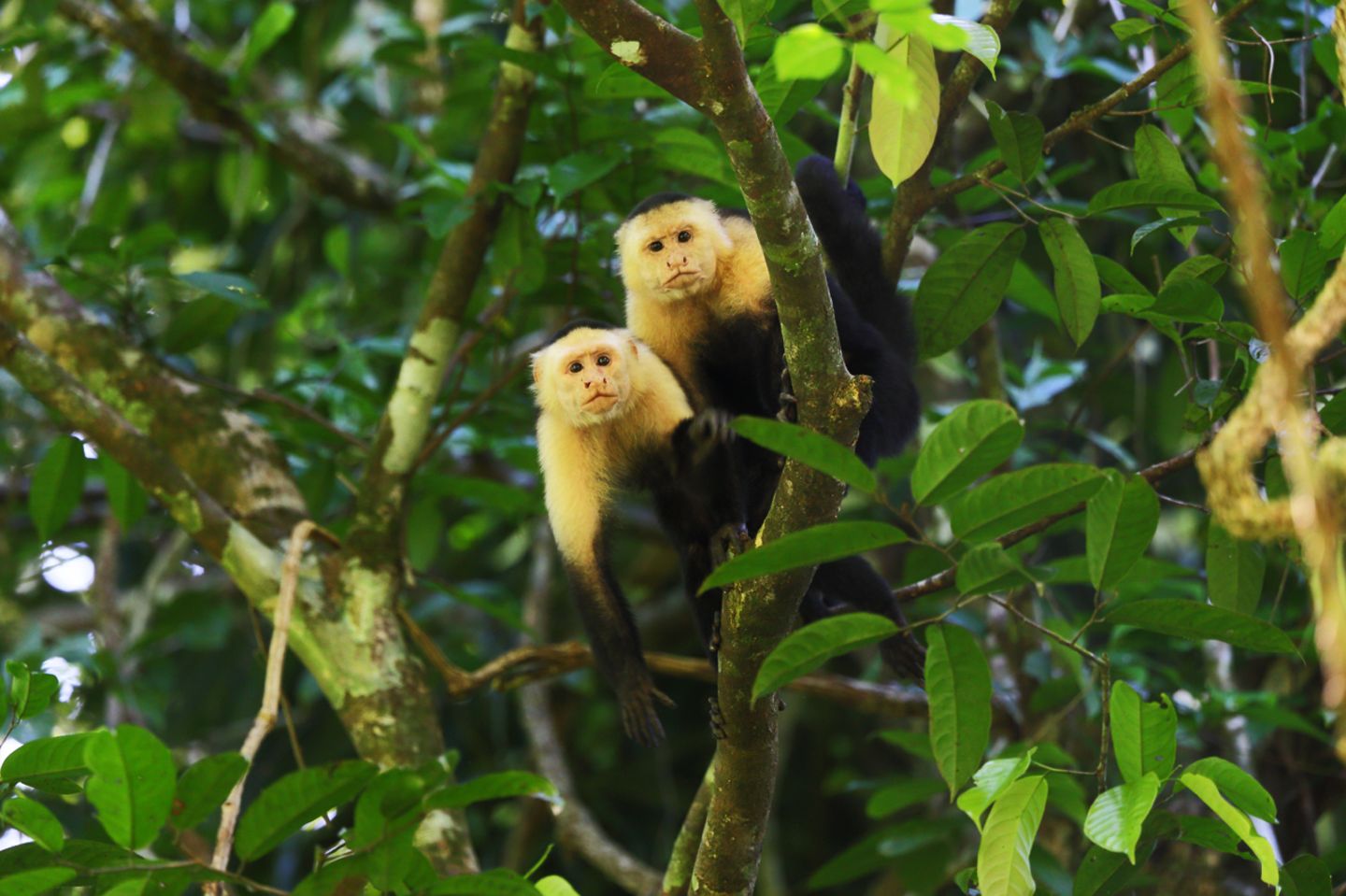 Panama, Coiba