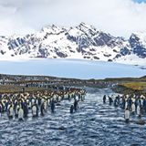 St. Andrews Bay, South Georgia
