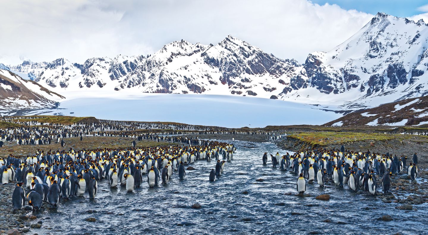 St. Andrews Bay, South Georgia