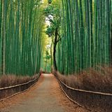Arashiyama, Japan