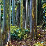 Keanae Valley, Maui, Hawaii