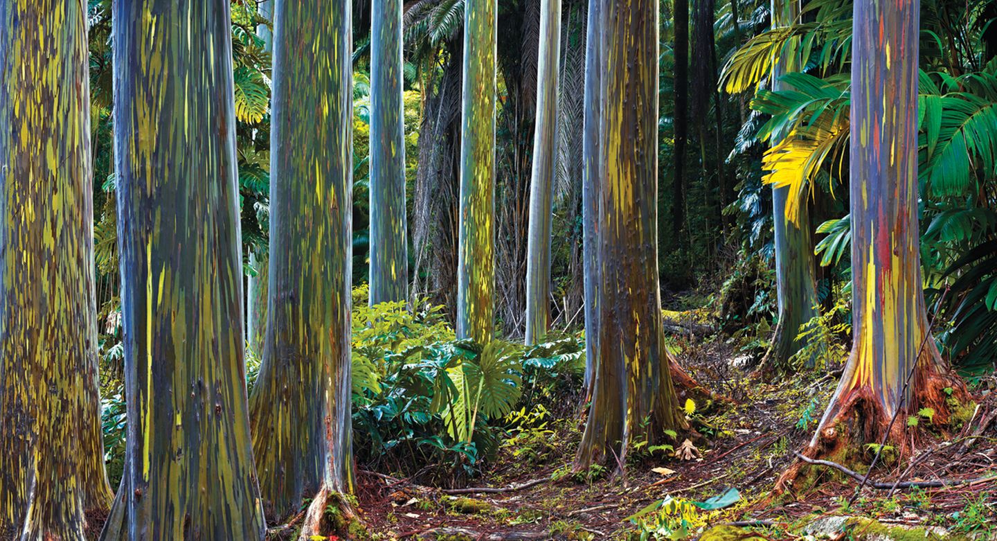 Keanae Valley, Maui, Hawaii