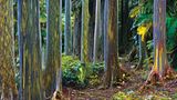 Keanae Valley, Maui, Hawaii