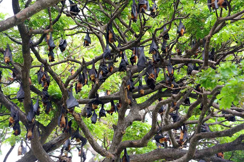 Eine Flughunde-Kolonie im Baum Eine Flughunde-Kolonie im Baum