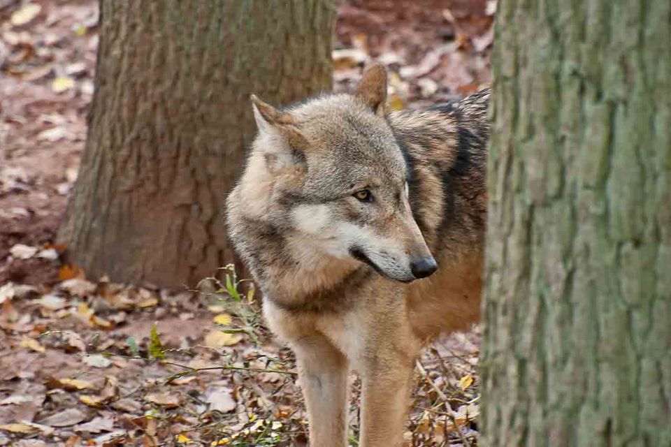 Wolf im Wald hinter einem Baumstamm