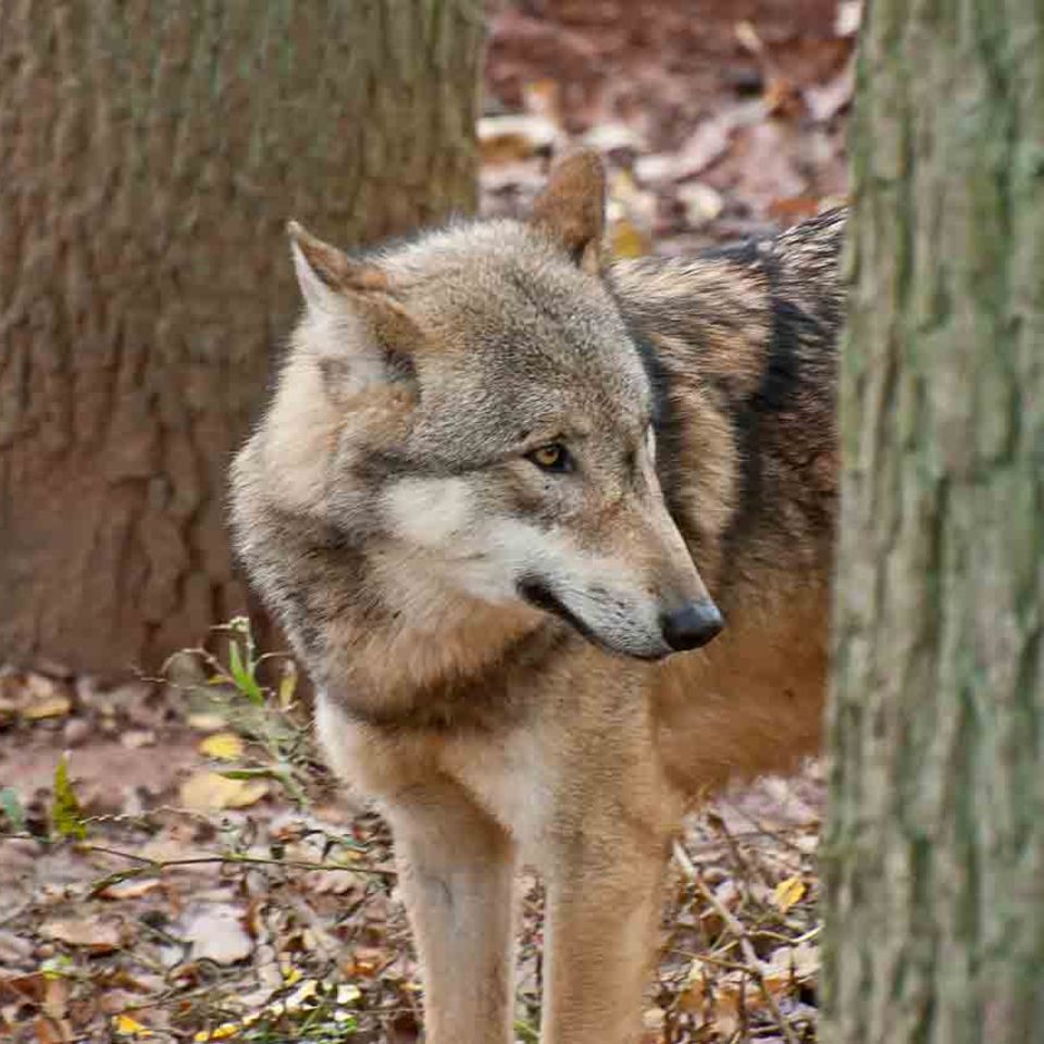 Wolf im Wald hinter einem Baumstamm