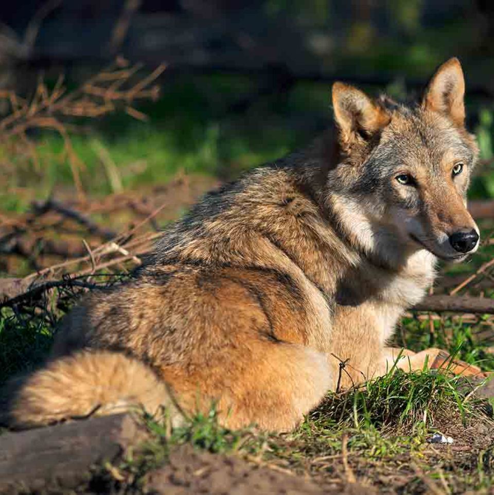 Wolf im Wald, auf dem Bogen liegend