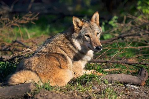 Wolf im Wald, auf dem Bogen liegend