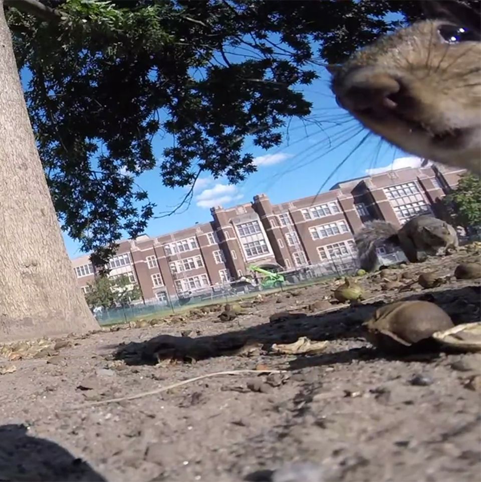 Eichhörnchen stiehlt Kamera