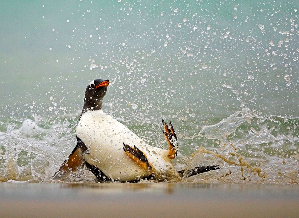 Eselspinguin Eselspinguin