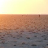 Etosha Nationalpark, Namibia