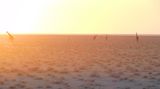 Etosha Nationalpark, Namibia