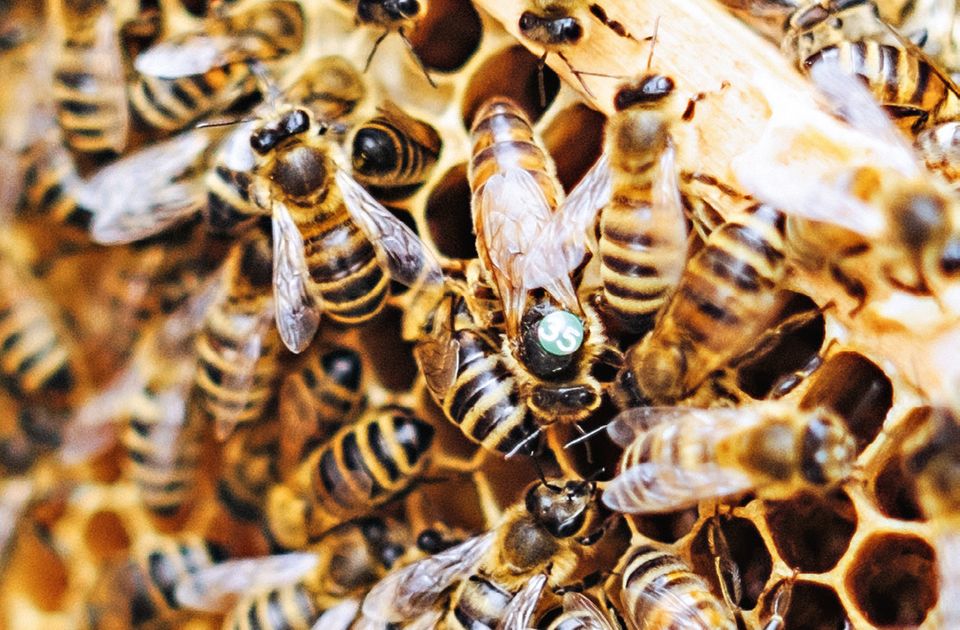 Bienen mit ihrer Bienenkönigin in einer Wabe