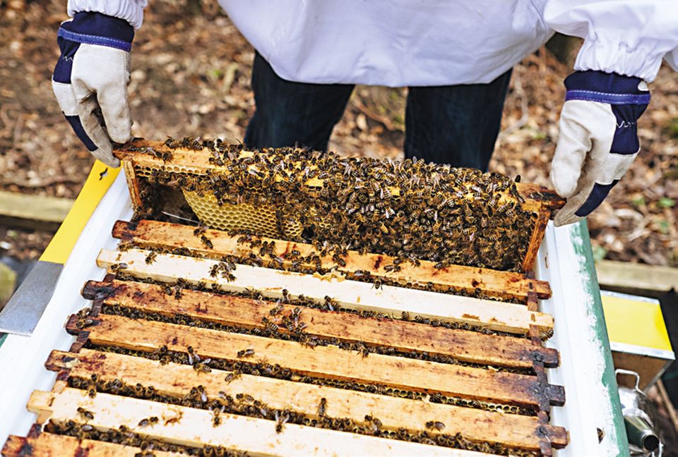Bienen im Bienenstock