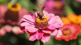 Biene auf einer Blüte